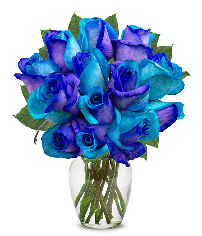 one dozen roses dyed half bright half dark blue in a clear glass vase