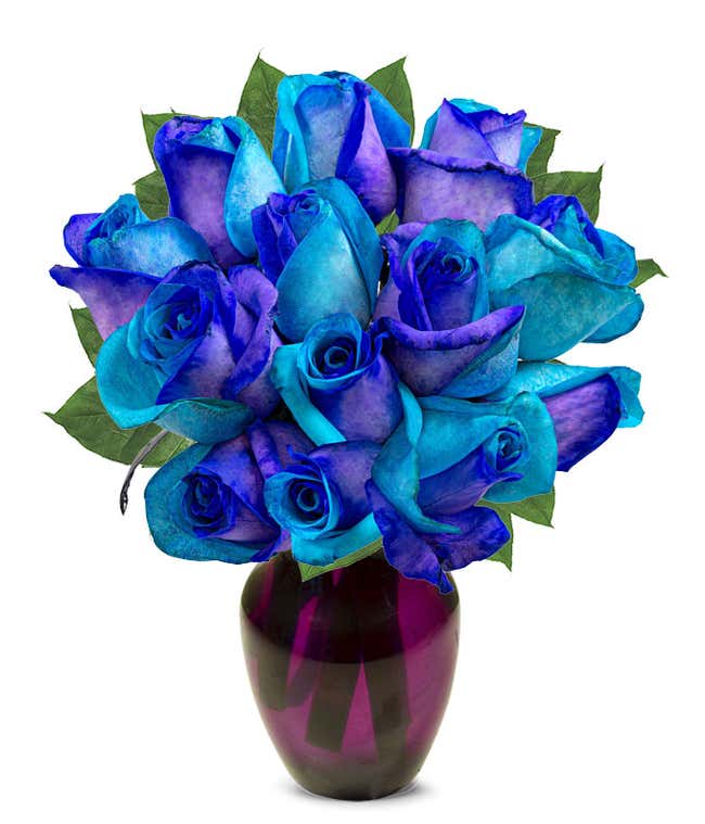 one dozen roses dyed half bright half dark blue in a clear glass vase