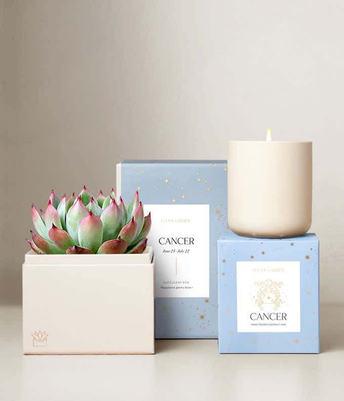 Echeveria Succulent Plant & Candle with Cancer Sleeve & Gift Box