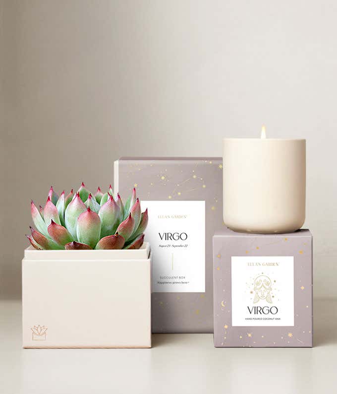Echeveria Succulent Plant & Candle with Virgo Sleeve & Gift Box