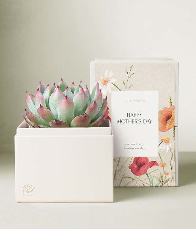 Lula's Garden ® Mother's Day Bliss Garden