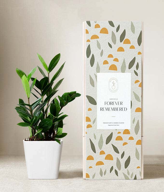 Lula's Garden ® Sympathy ZZ Plant 