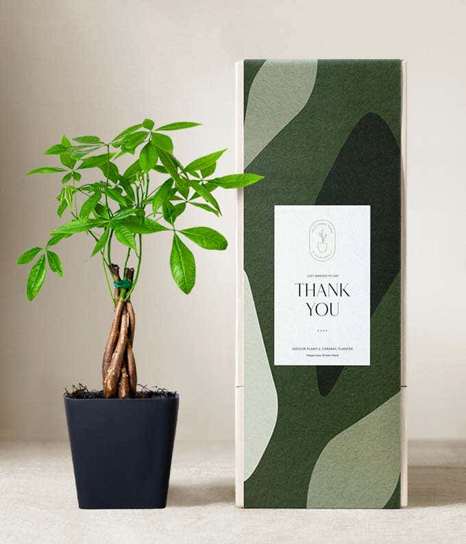 Money tree plant with braided trunk and bright green leaves in a black ceramic pot, displayed next to a green gift box with abstract patterns and a label that reads Thank You.