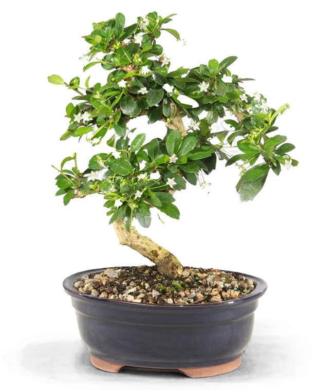 Lush full green tree with small white blooms.