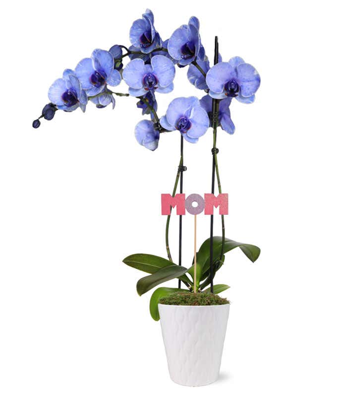 Grace & Beauty Orchid For Mom