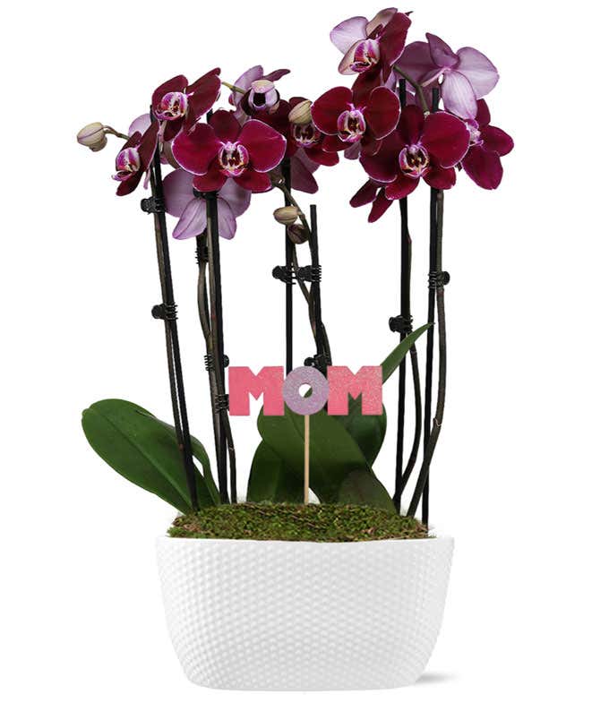 Beloved Mother's Day Orchid Garden
