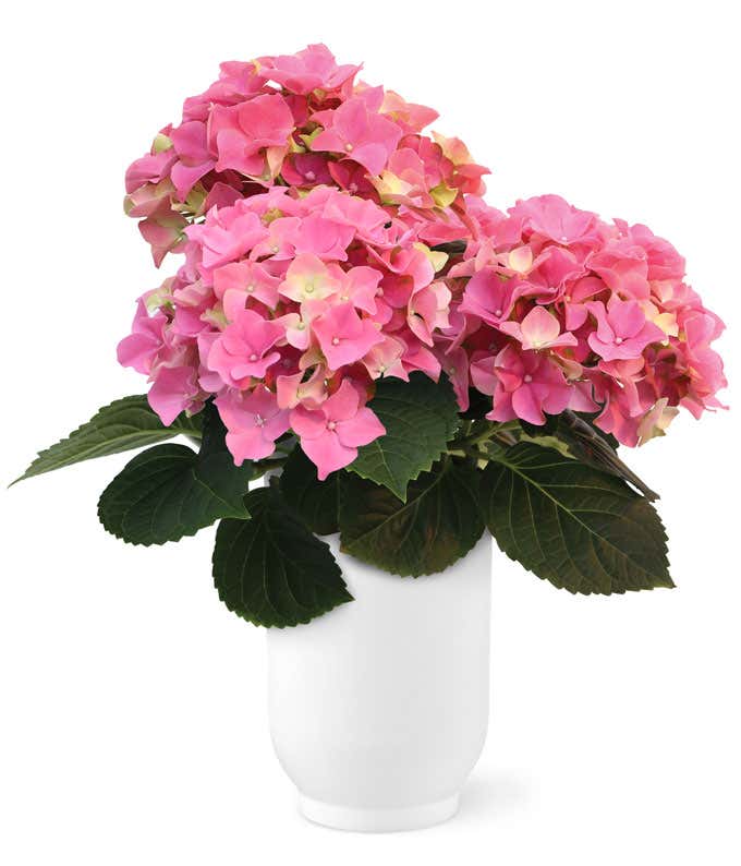 Pink hydrangea plant with lush blooms arranged in a white ceramic planter, accented with a gold I Love You decorative pick for a romantic Valentine’s Day gift.