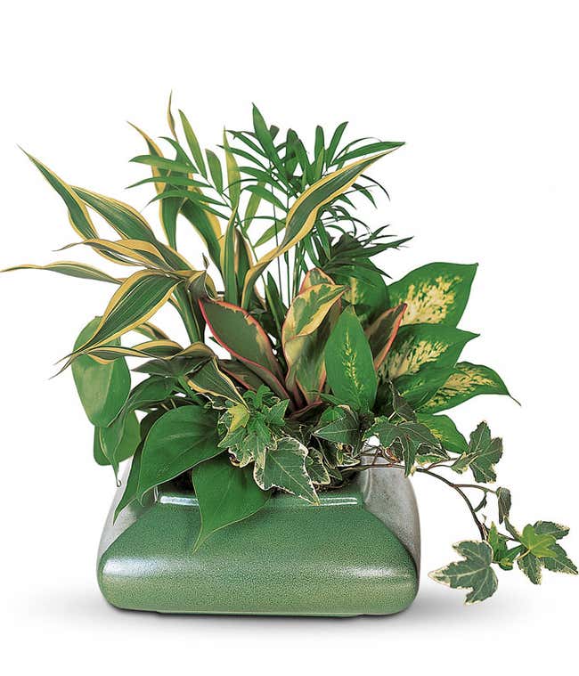 Small Garden Dish