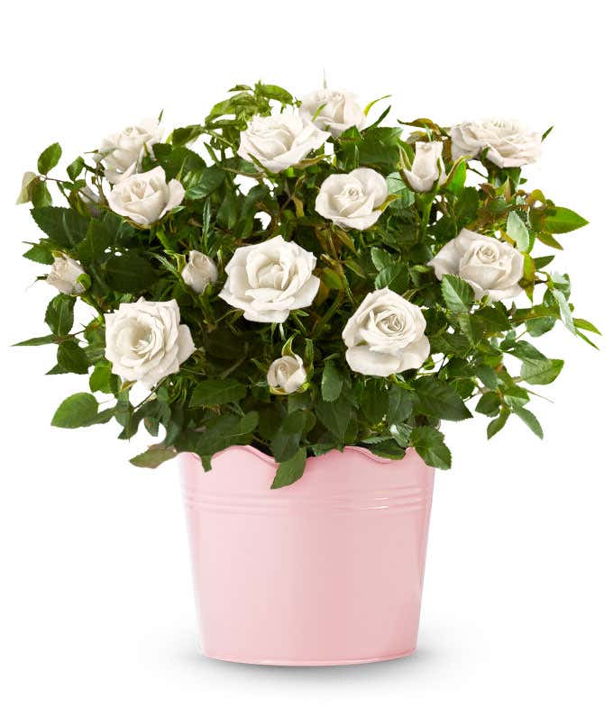 Whimsical White Rose Plant