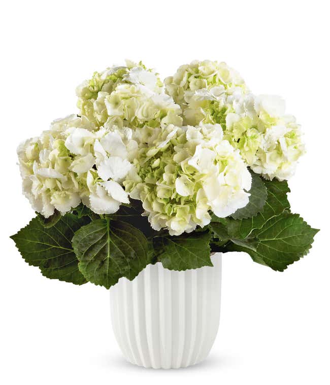 White hydrangea plant with large round blooms and dark green leaves arranged in a textured white ceramic pot against.